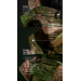 Бронежилет женский Balistyka "Сармат" с баллистическим противоосколочным пакетом 1 класса защиты под бронеплиты 25х30 см Original Multicam 