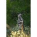 Антидроновый плащ Casper Camo