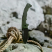 Ніж Cold Steel 5-Max Green