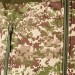 Куртка демисезонная Vik-Tailor SoftShell NGU Camo (Хижак)